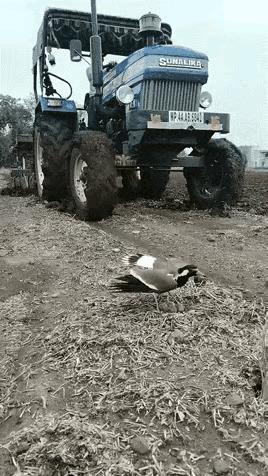 怎么说这也是它的家[赞][赞][赞]