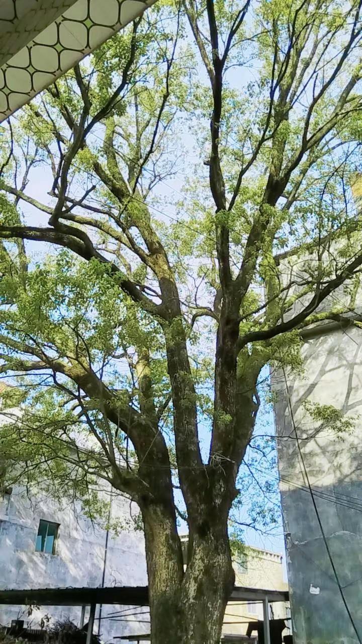 真到了混吃等死的年纪了，安静的能听到心跳。