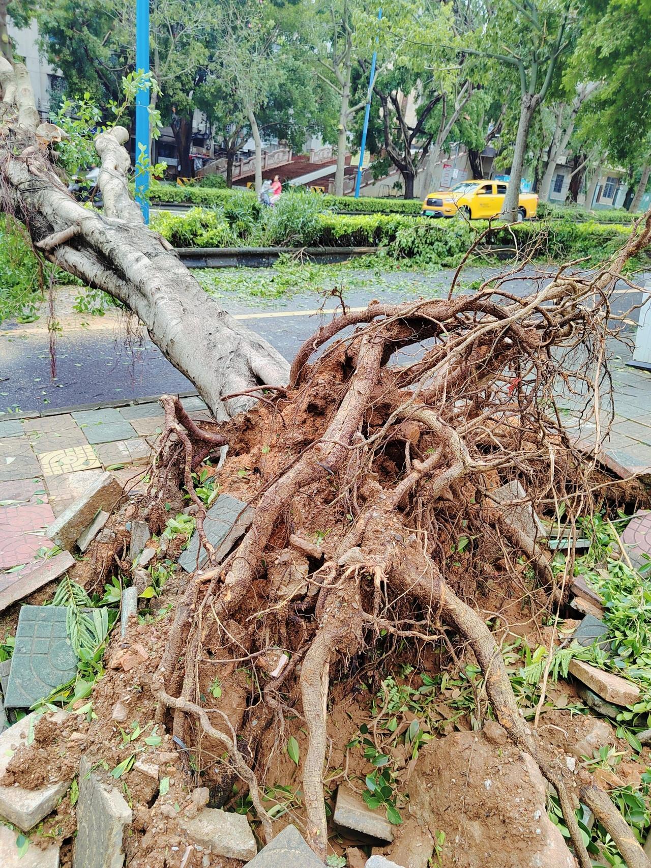 台风“麦德姆”过后，大树翻根，湛江市区真系“唛都冇”，愿今夜中秋月更圆！谁能想
