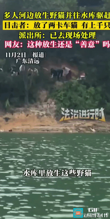 “这就是伪善!”广东清远，多名戴着口罩的人士在河边大量放生野猫。只见他们从卡车上