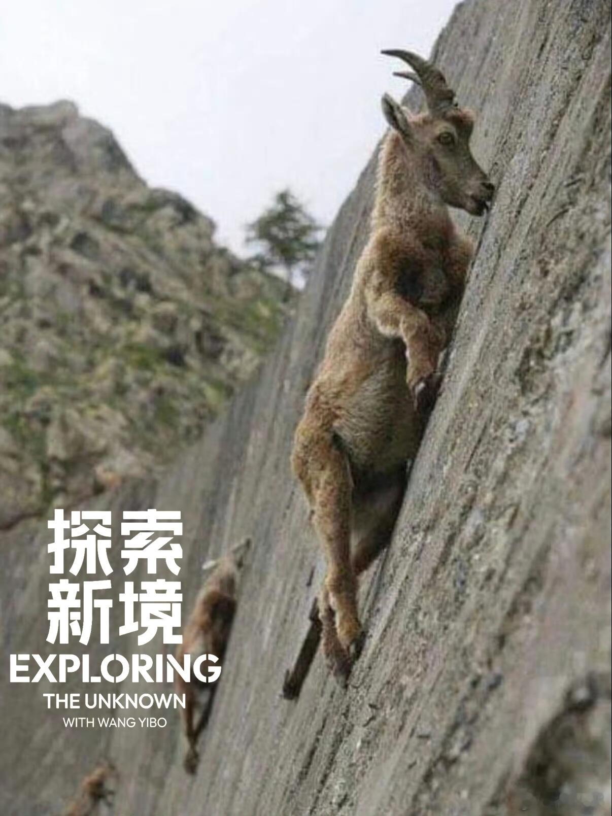 logo一打，太对味了，那是一毛一样王一博探索新境2wyb王一博又完成了人