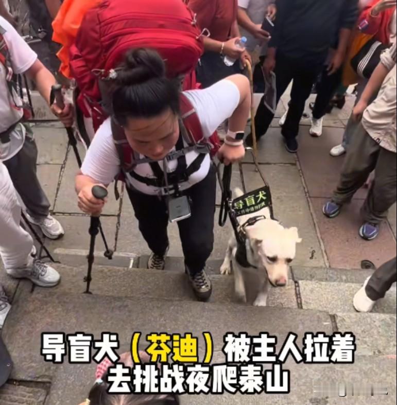 近日，一对盲人夫妇携导盲犬冒雨夜爬泰山，视频显示导盲犬芬迪浑身湿透、艰难引路却疑