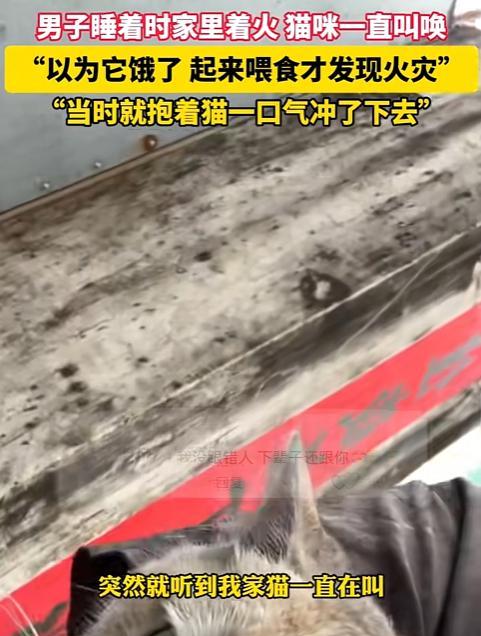 太有灵性了！广东，男子正在睡觉，猫咪却在旁边狂叫不止，男子不耐烦的拿来猫粮，却意