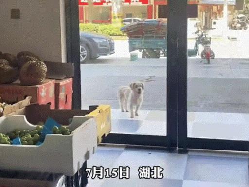 黄冈七月，热浪蒸腾。一只流浪狗在水果店门口徘徊，热得舌头发白。老板没有驱赶，而是