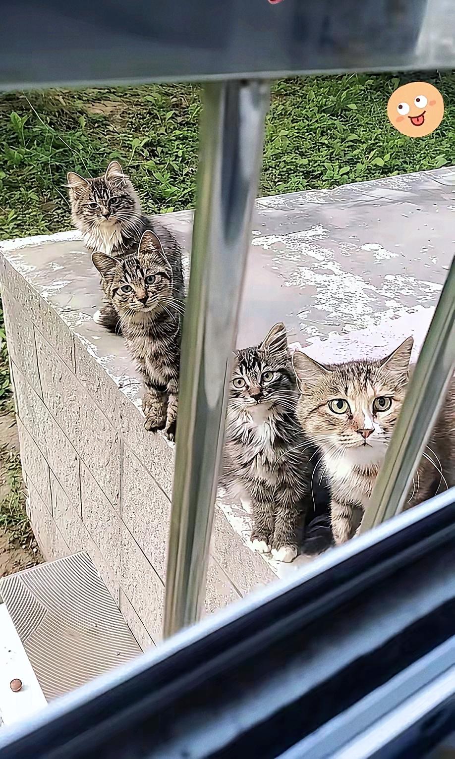 邻居喂流浪猫也会被“组团碰瓷”？邻居就栽了，就心软给了两次吃的，那猫直接带着一窝