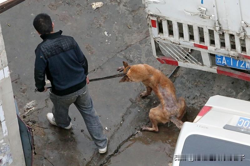 狗主人遭反杀案监控曝光有何意义山西长治狗主人入室被杀案监控曝光意义重大。此前，