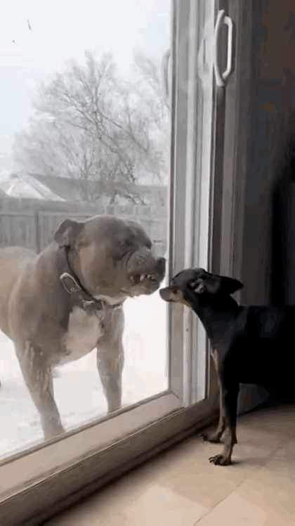 小狗说：主人，你太坏了，咋不给我留点面子？