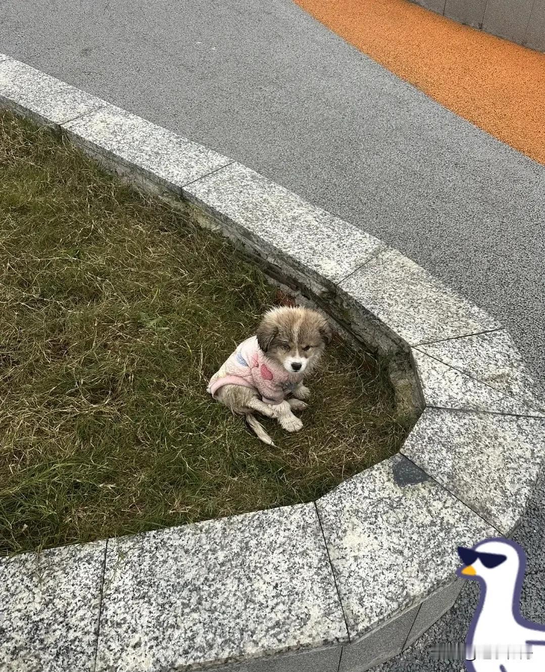 这只小狗刚被收养的时候倍受主人宠爱，可惜后来主人厌烦了就把它带到路上遗弃了。雪上