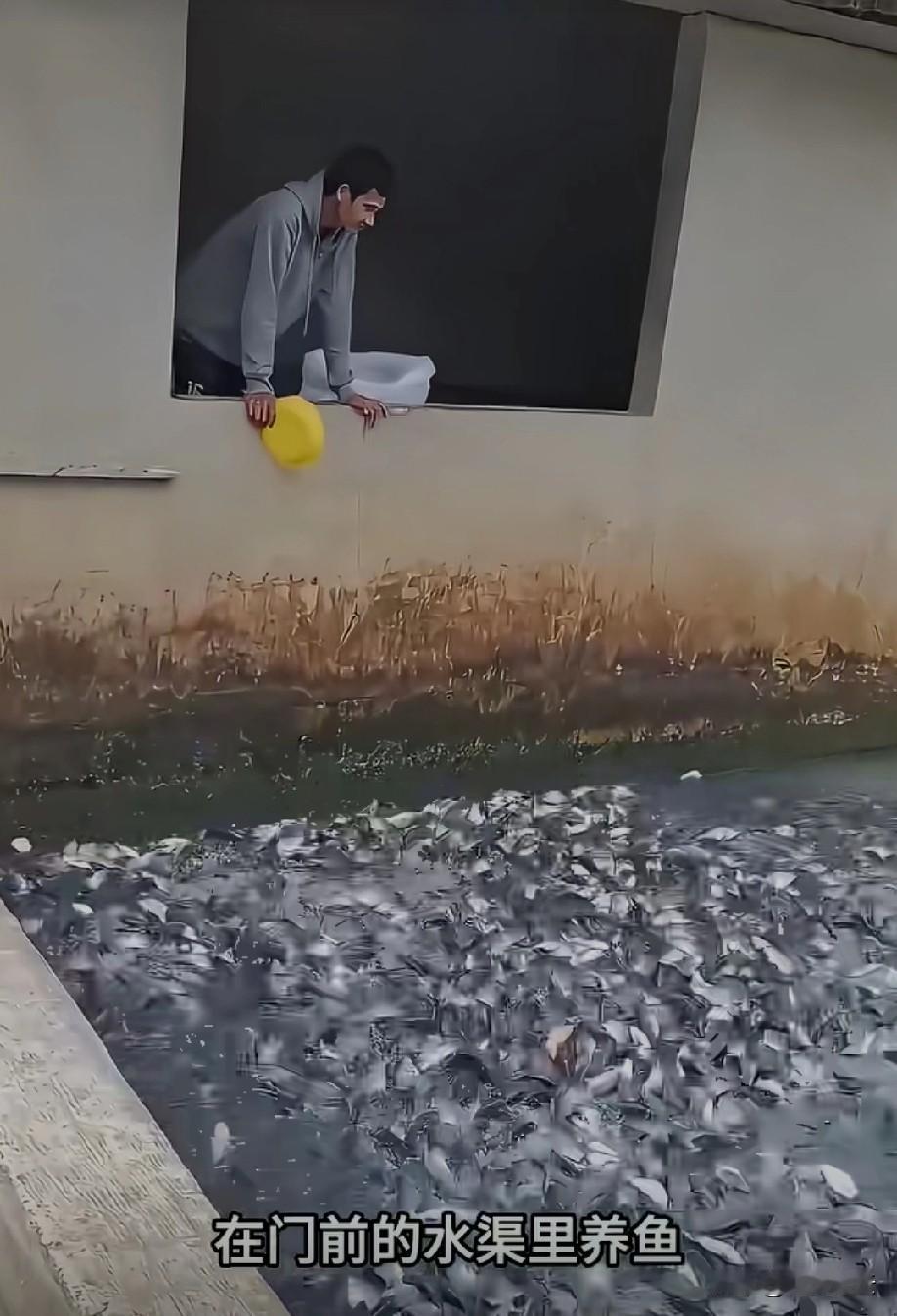 鱼养得不错[赞]