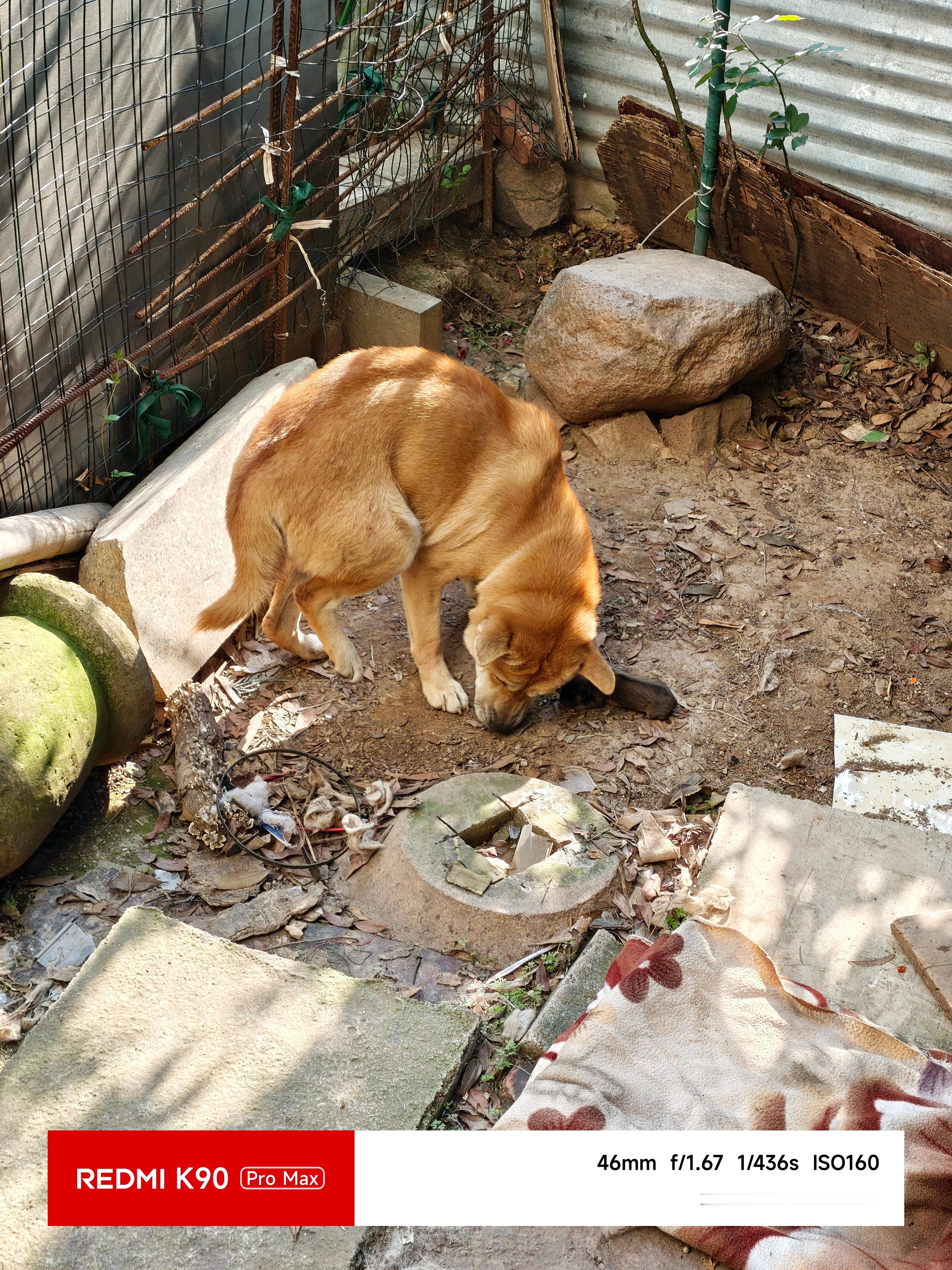 家里的狗养了一年，就生了一只小狗仔