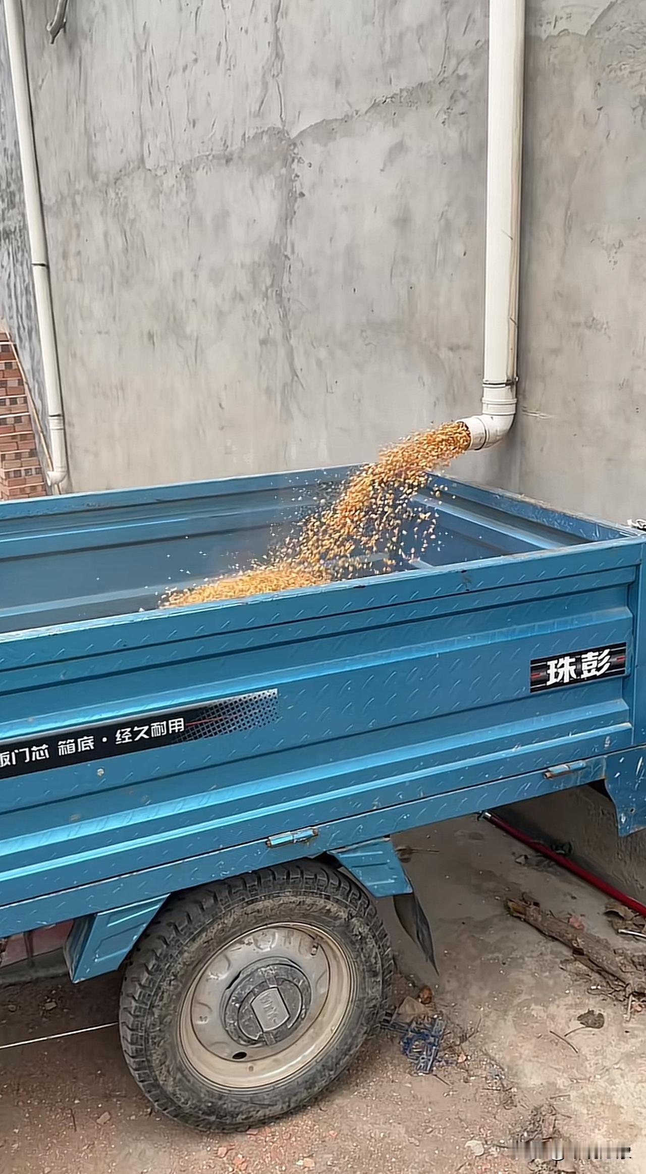 小儿子想出来的办法，收玉米[笑着哭]