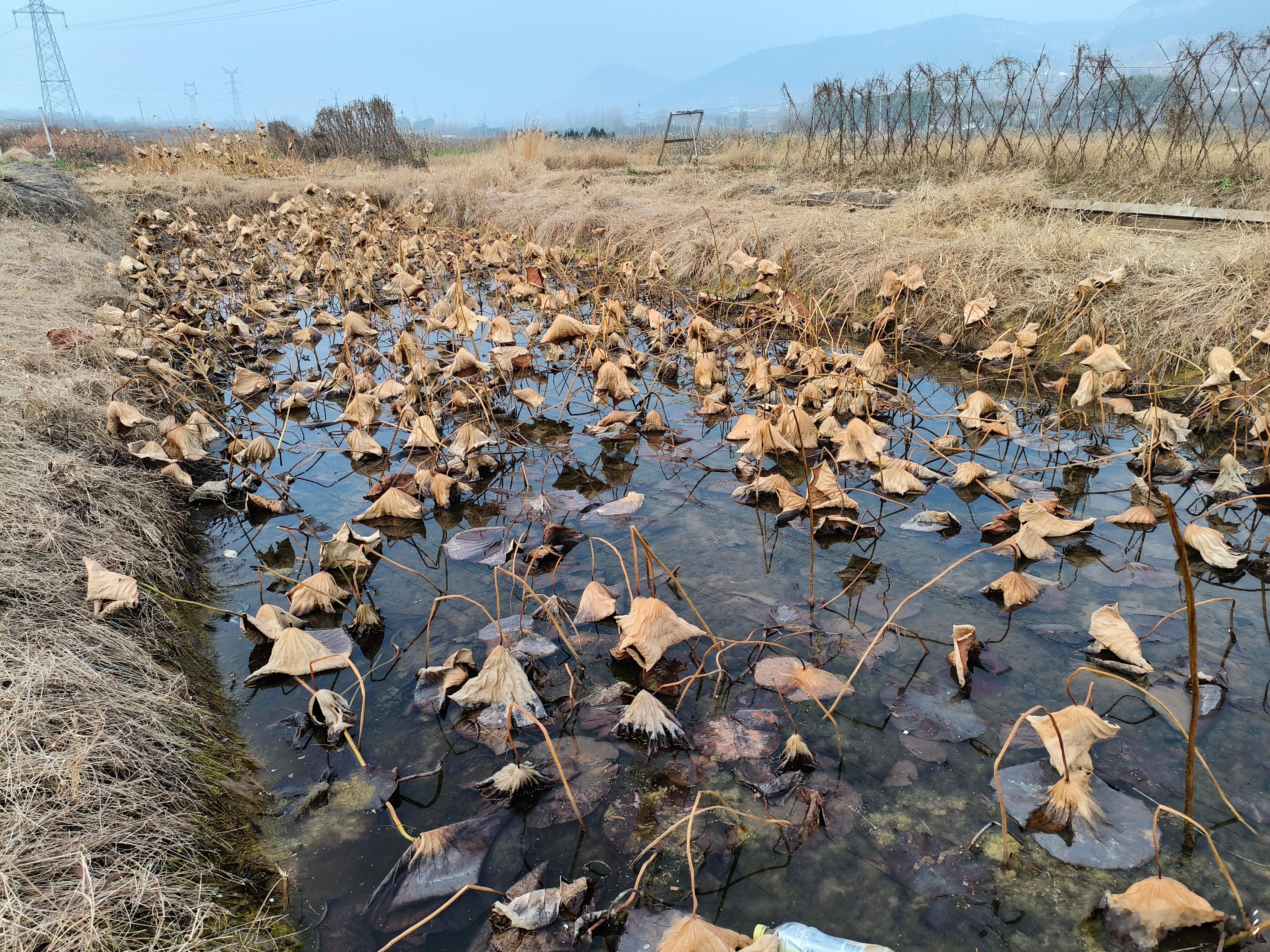 初冬的田野11月的初冬，田野里已有几分萧瑟，但是我眼中干枯的荷叶，摇曳的茅草，微