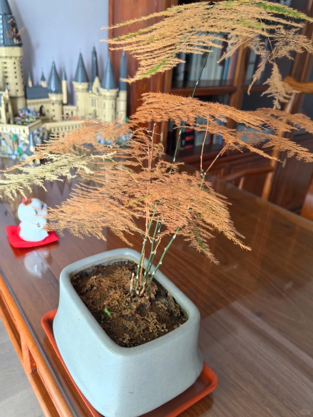 文竹这种植物有时候和人一样越娇惯越不成材。（图一）我对文竹百般呵护、怕缺水、