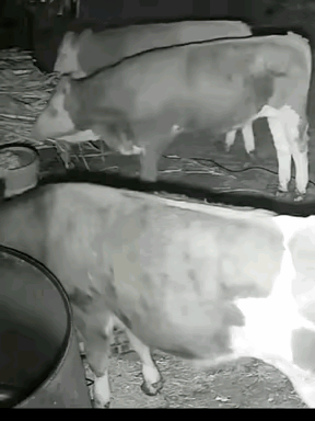 公牛插座电公牛深夜一牛棚内，一只牛闲的没事，用嘴把旁边的插座线叼了过来，只那