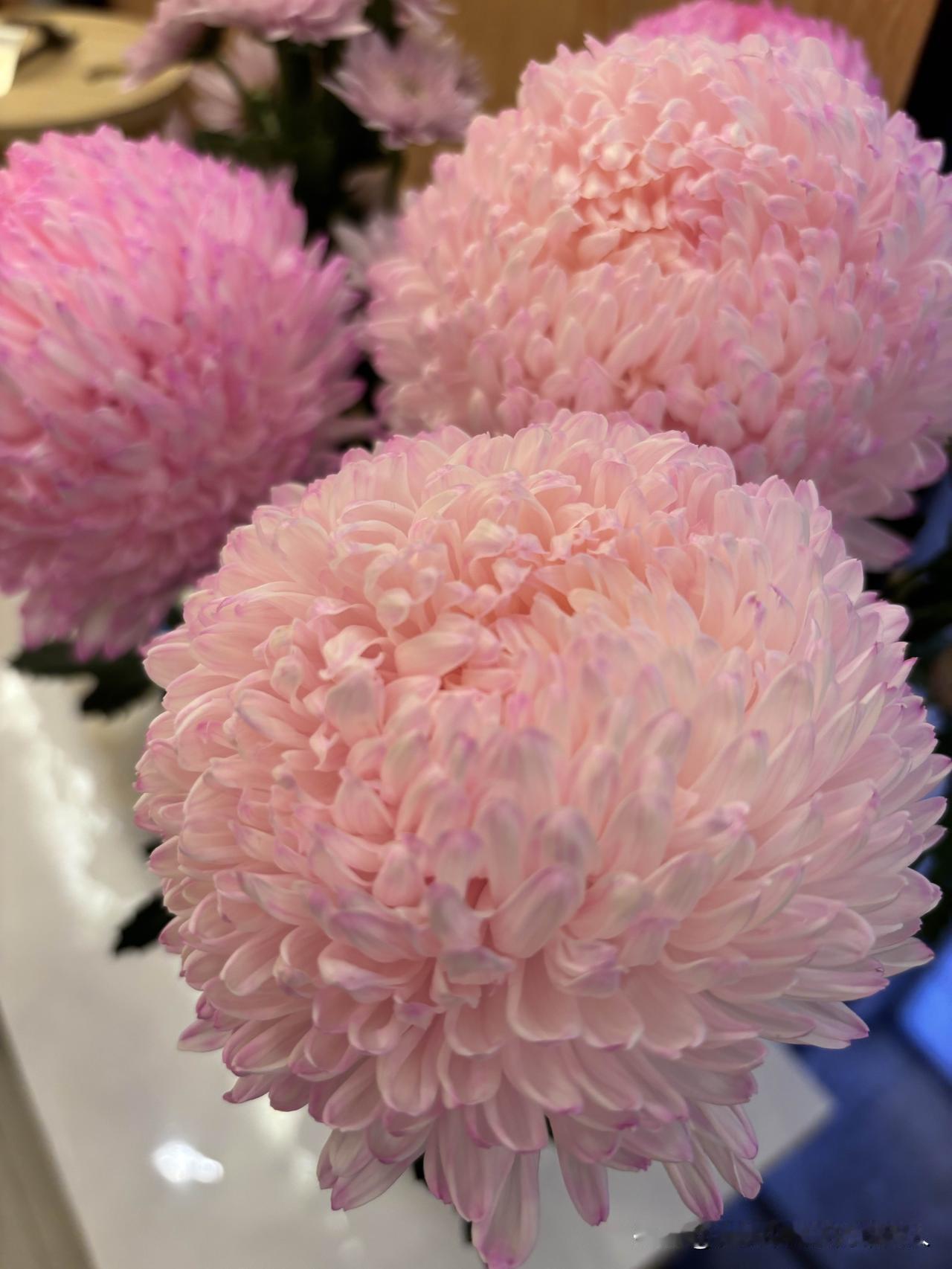 我妈说以后弟弟彩礼让我出!我当场就反问“又不是我儿子,凭啥我出?再说了,我过日子