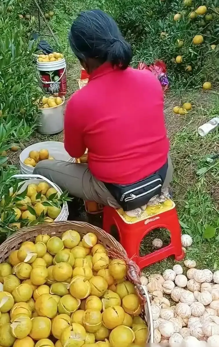 为什么果肉都扔掉，橘子也不值钱了吗