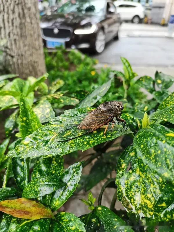 上联:鸟语花香春色美下联:蝉鸣蛙鼓夏日炎