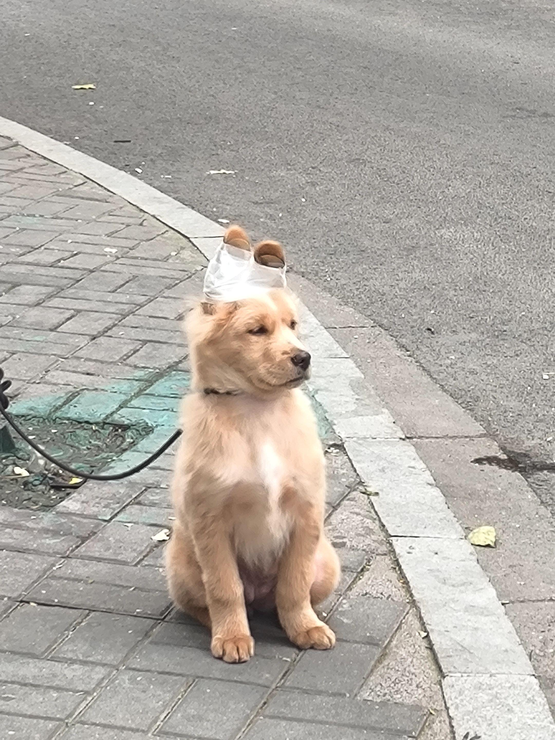 小金毛：我需要立耳吗？​​​