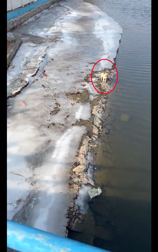 【小狗被困在河边，网友跳下去救上来后，它头也不回的走了，真狗呀】有这么一位网友，