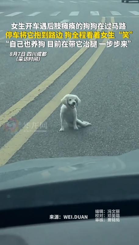 感动！四川成都，女生开车遇到狗狗过马路。没想到，狗狗后半身瘫痪了，艰难在马路中间