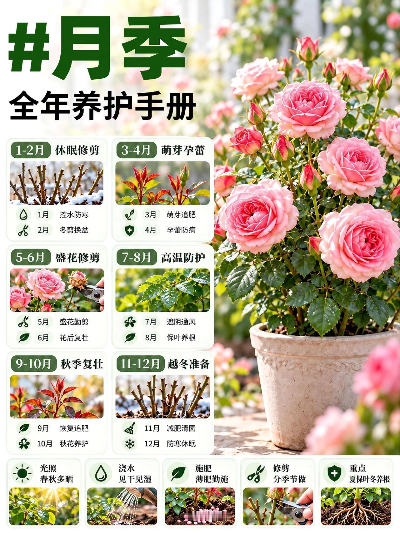 保姆级月季12个月养护流程！月季全年养护｜12个月种植重点一篇理清月季养得好不