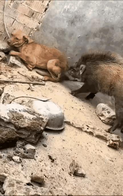最后是野猪咬住狗了还是狗咬住野猪了？？？[抠鼻]