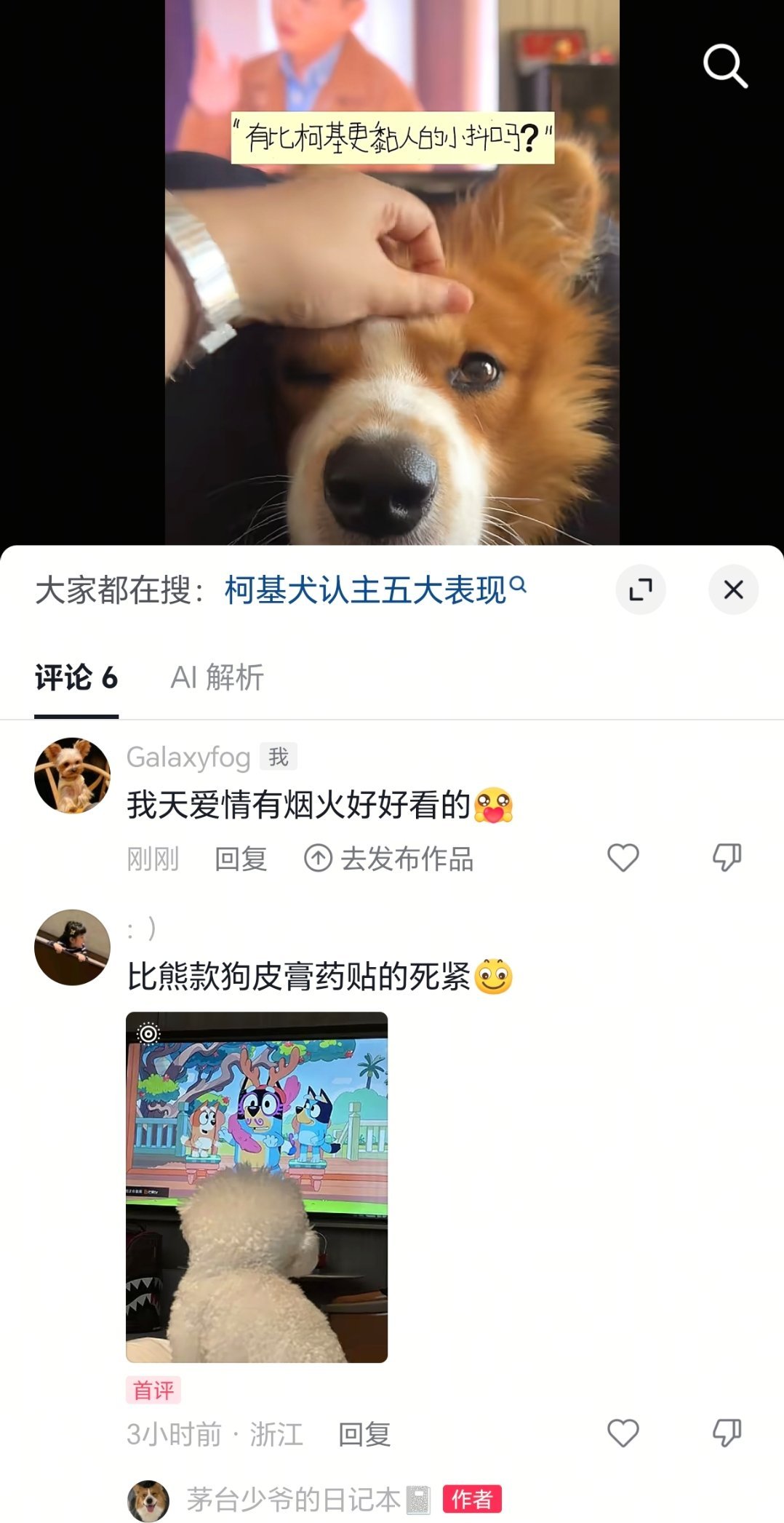 这种糊糊养狗人都在看爱火看来是真火。可能确实是登顶了起到的作用。这年头如果不是铺