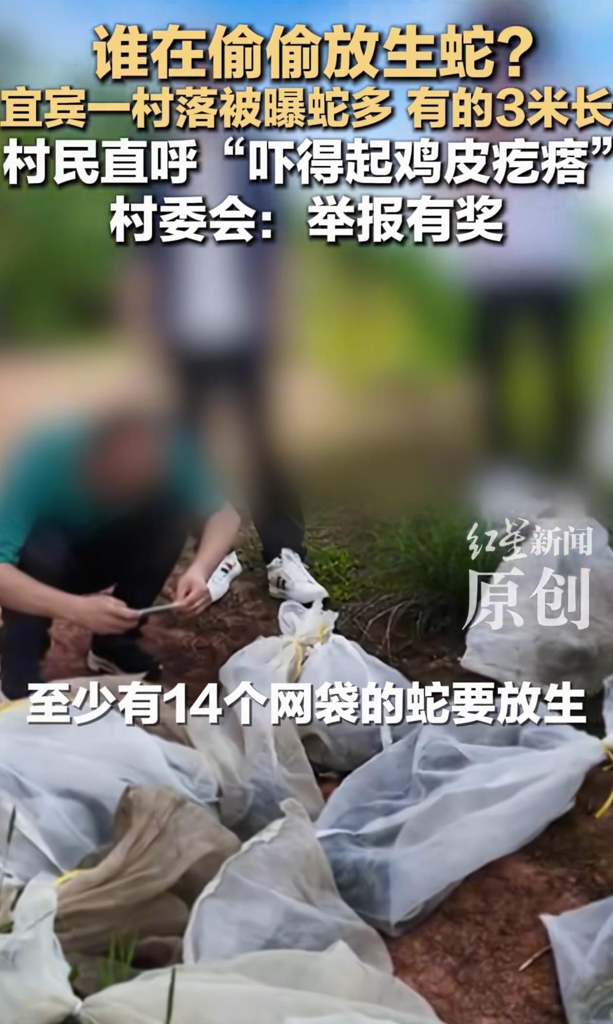 果然人不能吃太饱！四川宜宾，有人扛着14麻袋的蛇去村里放生，村民看见之后吓得够呛