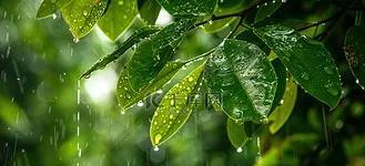成都又下雨了。虽然比预报中的雨，晚了那么两天，但最终还是下了。其实，这场雨已经憋