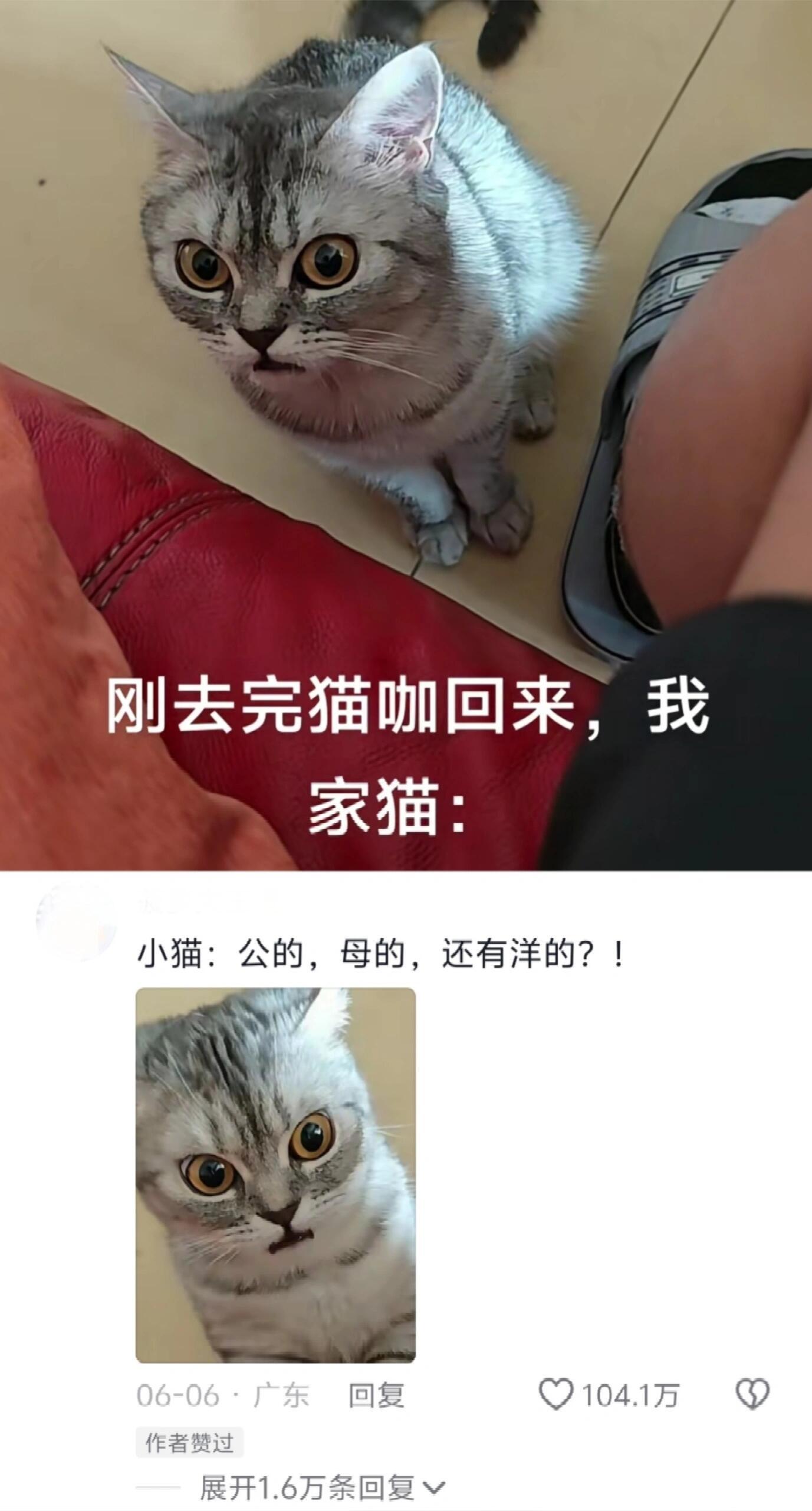 当去完猫咖回来猫:你没有一点人味了😱​​​