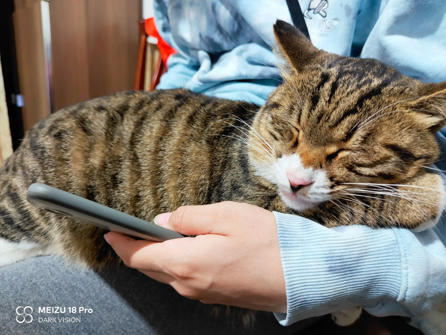 孕妇正在欣赏自己的大肚子，狸花猫看到了，突然跳上来赖着不走了，我怕它太重压着肚子