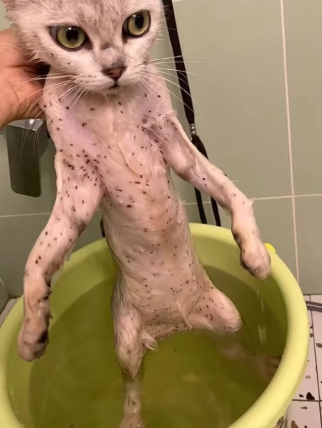 老公不同意养猫，我却带回了一只流浪猫，结果……