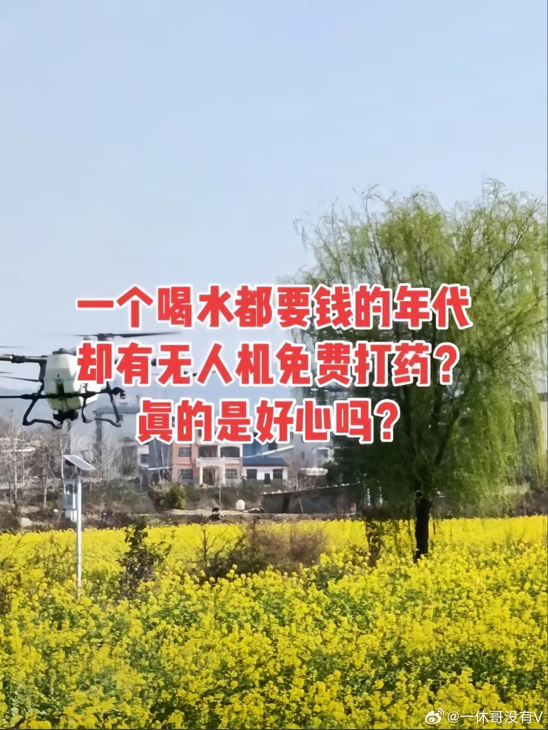 勤劳的小蜜蜂，熬过来风雪却死在了阳春油菜花需要打药吗从小生活在农村的人来说，从来