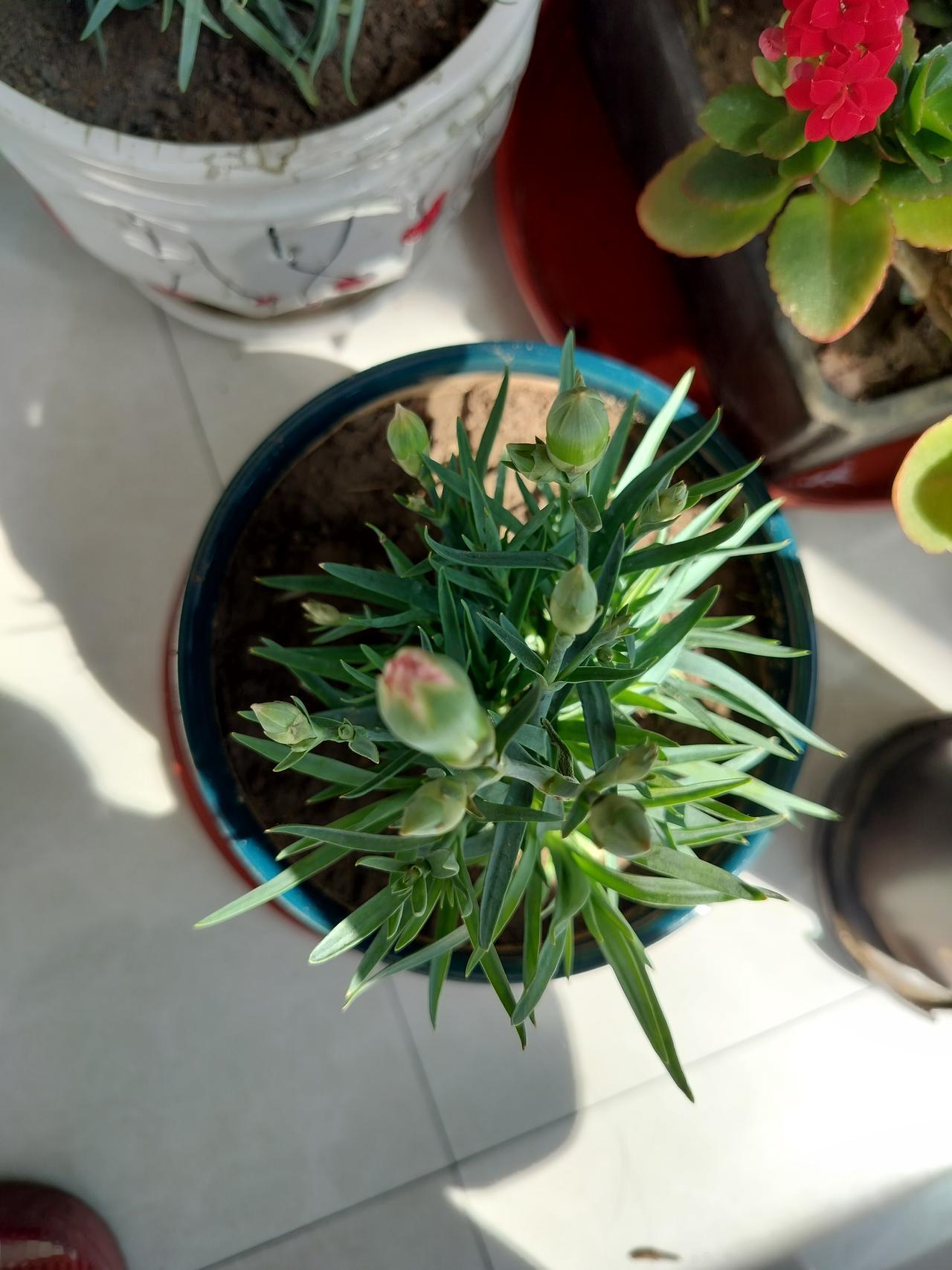 上一周在网上买的康乃馨，买了一盆粉色的，一盆紫色的，说带花苞的，结果到了以后颗有