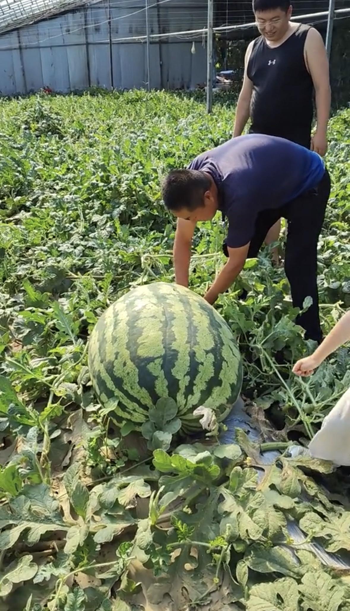 瓜农种出130斤大西瓜，瓜农分享自己瓜地种出130斤瓜王。130斤大西瓜需要