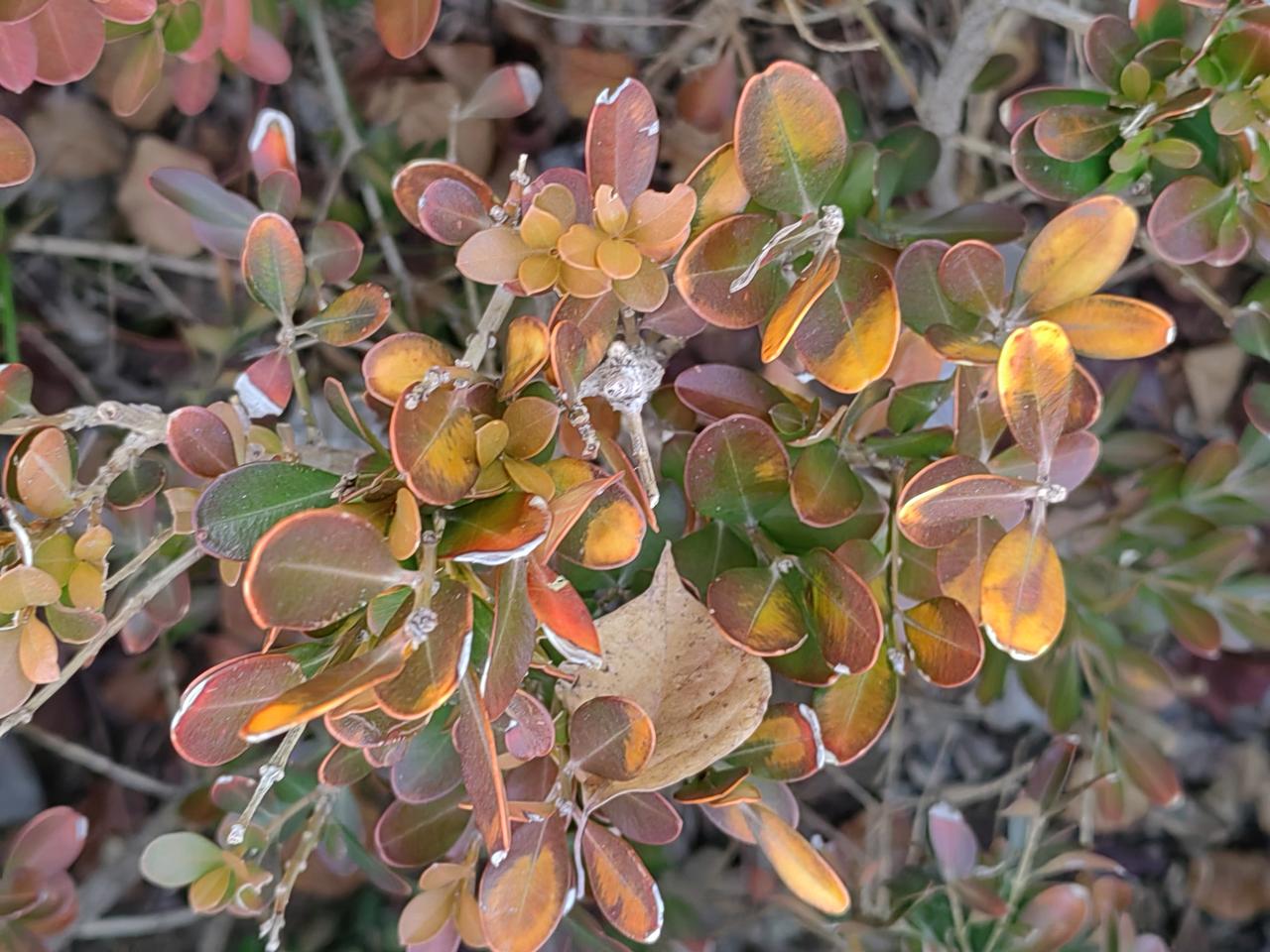 灵隐寺天下闻名，每到旺季“挤进去”都十分困难，最近官宣不准备收门票了。一直以来