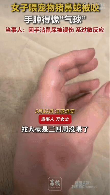 离谱又吓人！江苏一位女生养了条宠物猪鼻蛇，居然连着三四个星期都没给蛇喂食。当她