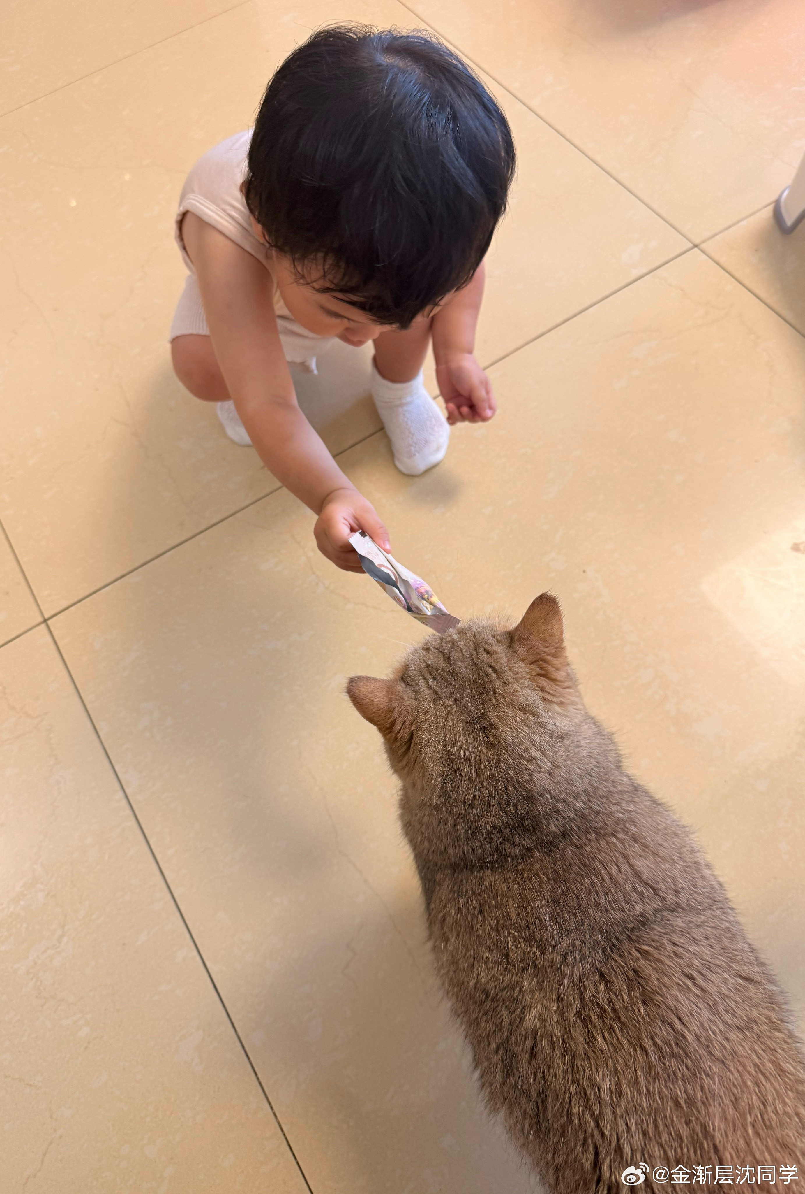 她已经学会讨好小猫咪萌宠猫咪