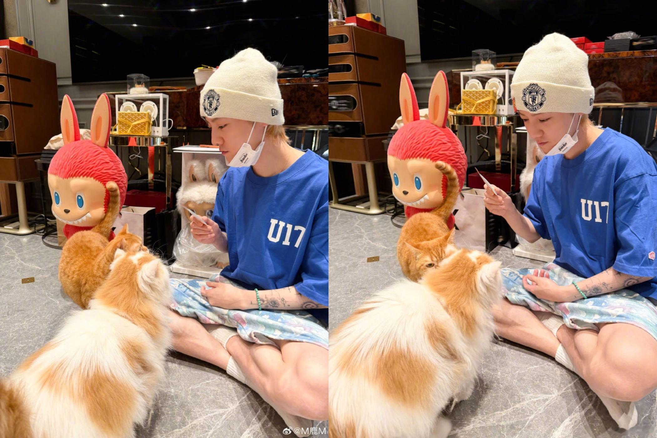 鹿晗居家男友即视感，和小猫贴贴看的心软软了