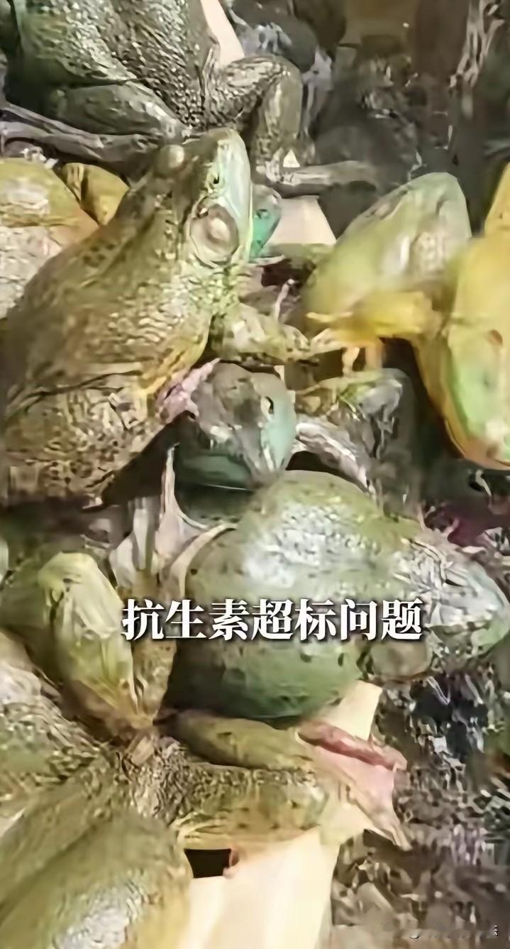 “牛蛙抗生素”都冲上热搜了，多地检测出牛蛙抗生素超标，这事儿可太闹心了。8月
