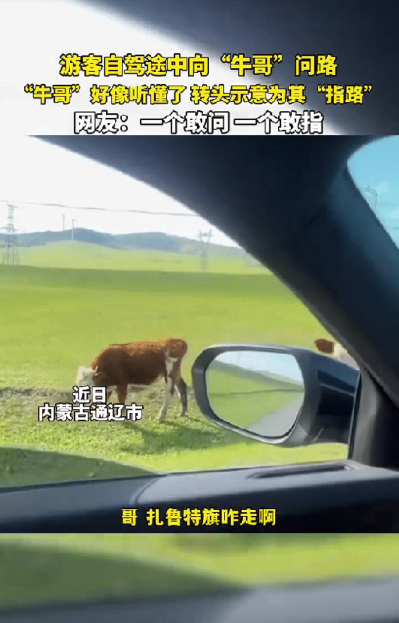 太有灵性了！内蒙古，一男子自驾去内蒙古旅游，突然他不知道路怎么走了，他看到路边有
