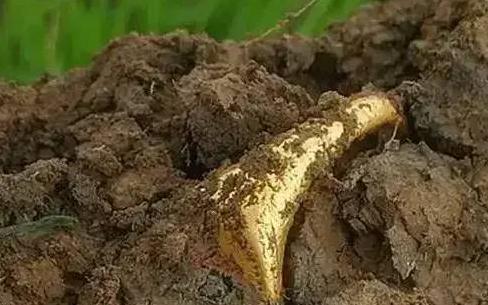 1984年，四川绵阳一农民正在挖地基，突然，他发现挖出的黑泥里，有东西闪着光，扒