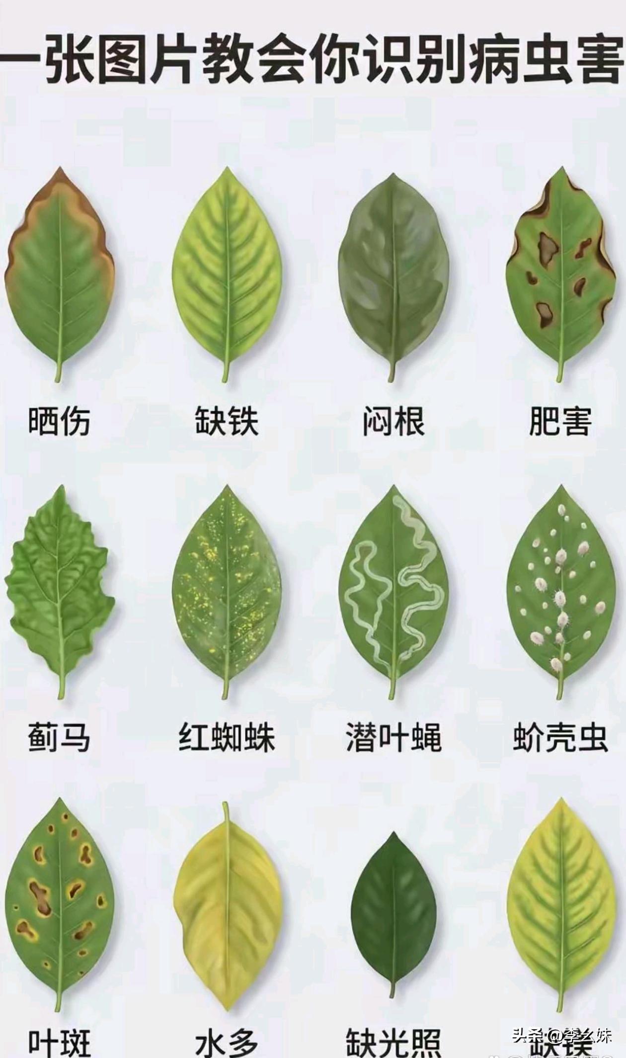 有无害虫一看便知