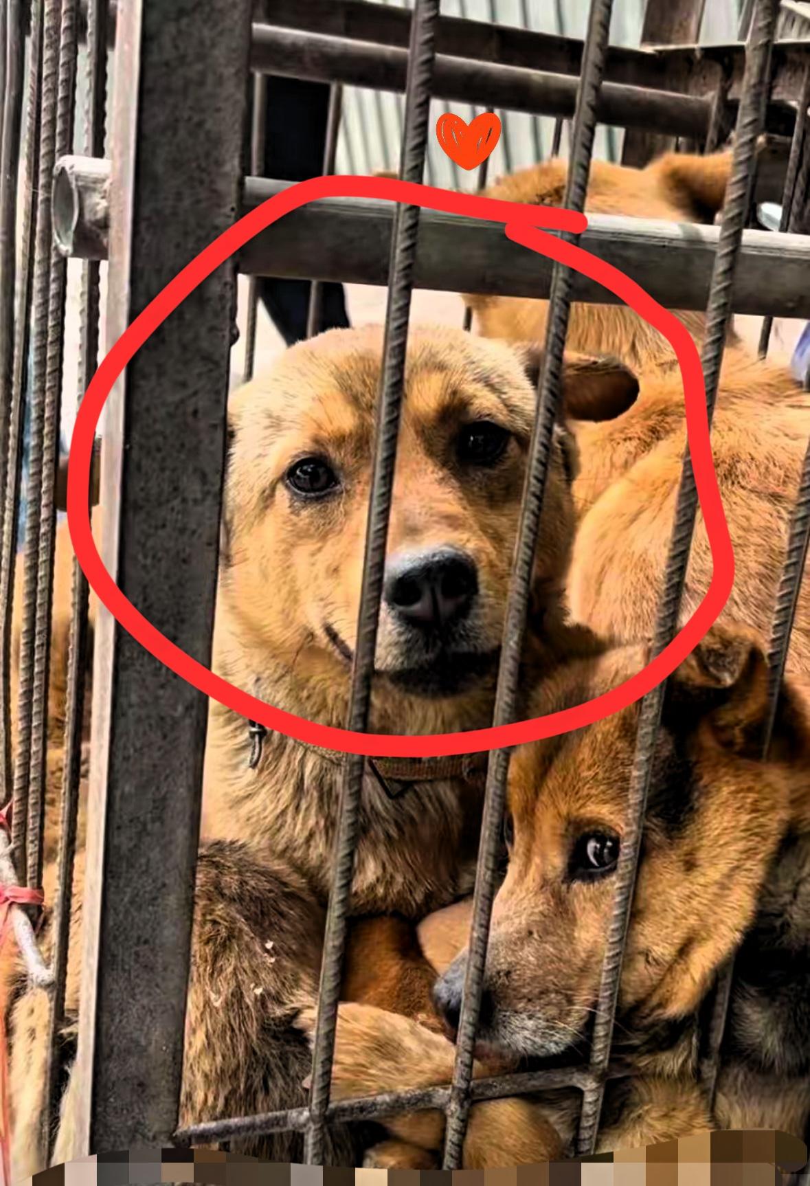 婶家养的温顺狗被叔100元卖到镇上狗肉馆，第二天赶集时她撞见狗正用湿眼睛望着自己