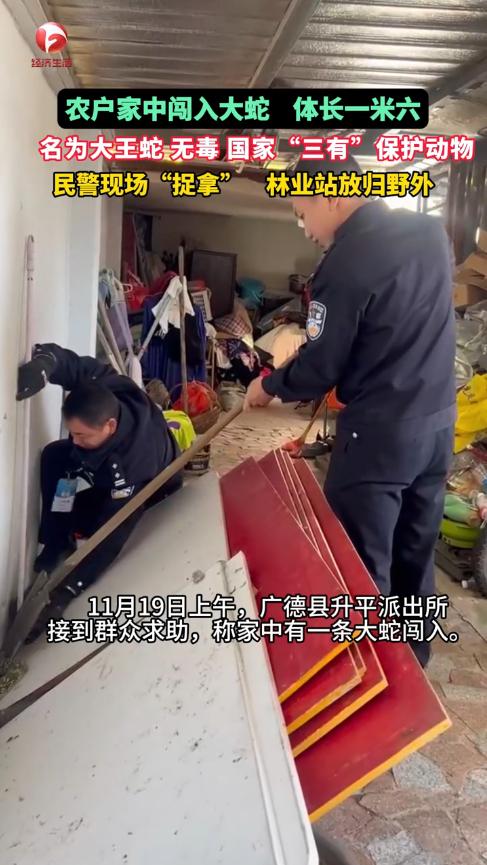 “太吓人了！”11月19日，安徽广德，一女子在院子里收拾东西时，突然听到角落传出