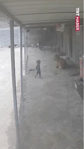 这要是没有大人在就直接叼走吃掉了啊[惊恐]