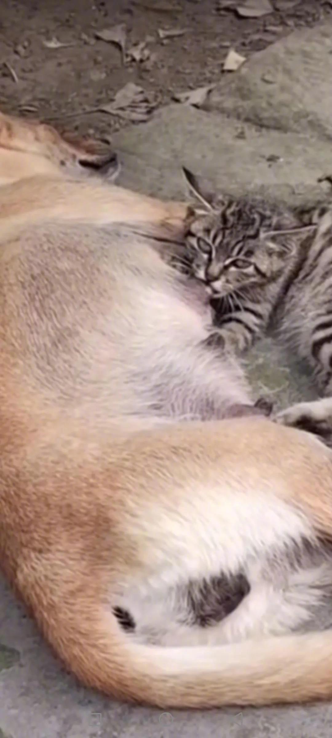 多给流浪猫猫一点温暖！