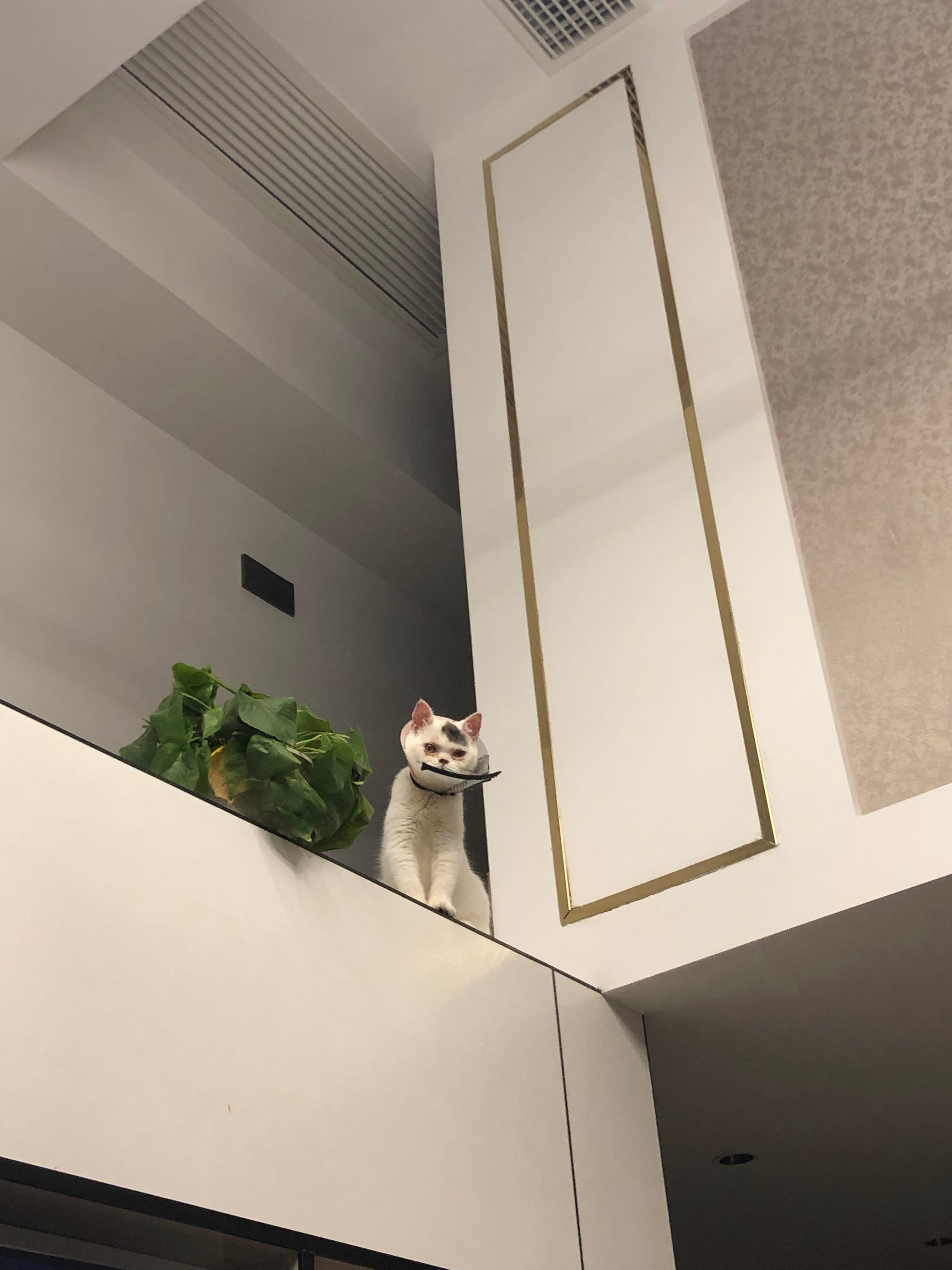 对loft公寓彻底祛魅了住过loft，直接祛魅，以前看家居博主觉得很温馨，住了才