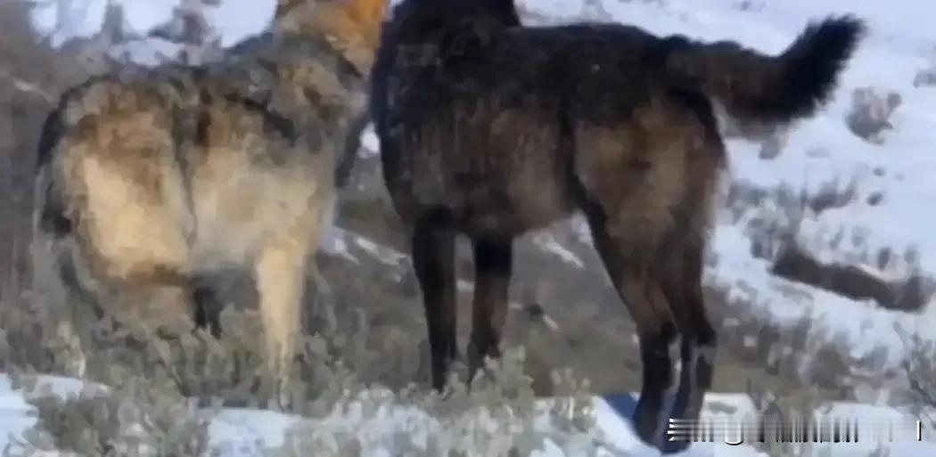 内蒙某边防哨所得一只军犬外出的时候搞大了一匹母狼的肚子。母狼生下小狼崽后带着孩子