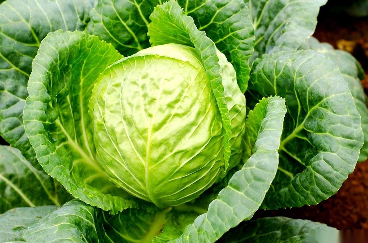 别总盯着那些花里胡哨的补剂了。网上那份热传的“十大高营养蔬菜”名单，直接把各种昂